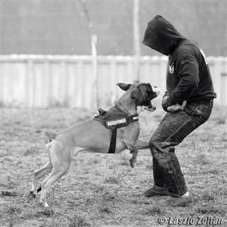 Boxer dog deals guard dog